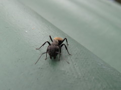 Camponotus olivieri