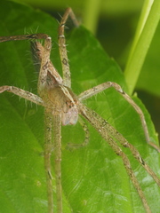 Heteropoda ocyalina