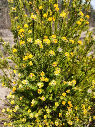 sandpaper bush-pea (Pultenaea divaricata)