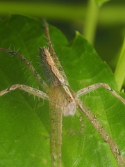 Heteropoda ocyalina