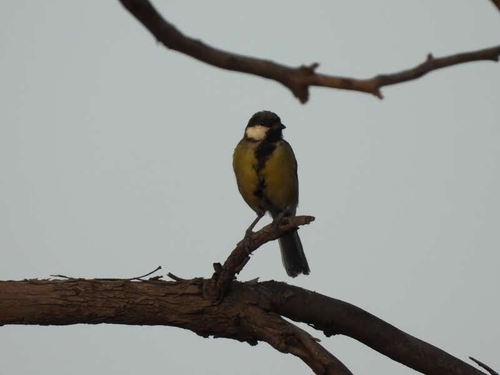 Great Tit