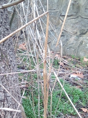 Chaerophyllum nodosum