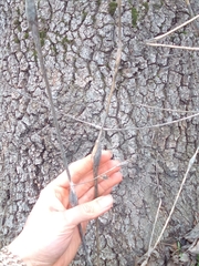 Chaerophyllum nodosum