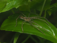 Heteropoda ocyalina