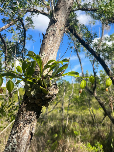 Prosthechea boothiana, photograph 4