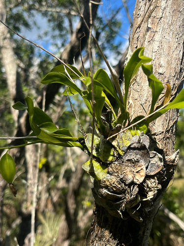 Prosthechea boothiana, photograph 2
