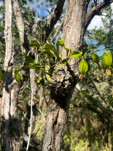 Prosthechea boothiana, photograph 3