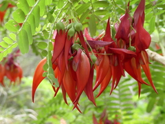 Clianthus puniceus
