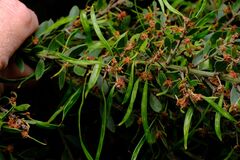 Acacia howittii, photograph (c) Peter Crowcroft, some rights reserved (CC BY)