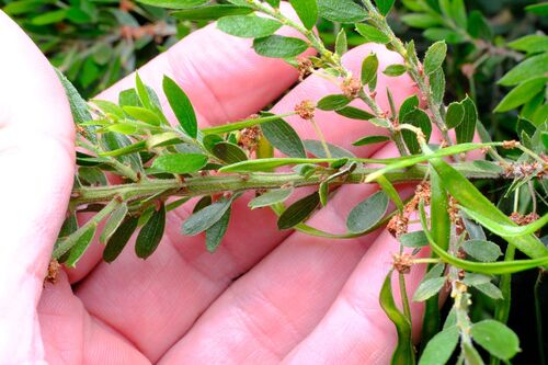 Acacia howittii, photograph 5