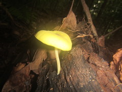 Pluteus chrysaegis