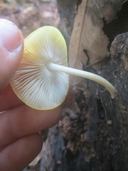 Pluteus chrysaegis