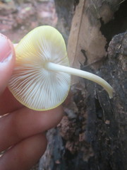 Pluteus chrysaegis