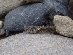 Ergatettix dorsifera