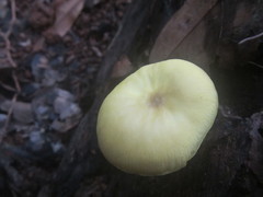 Pluteus chrysaegis