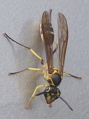 Polybioides raphigastra