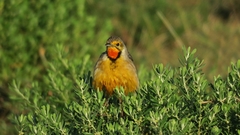 Macronyx capensis capensis