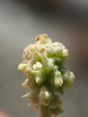 Atriplex maximowicziana
