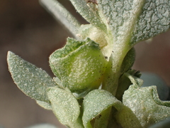 Atriplex maximowicziana