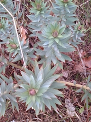 Euphorbia rigida