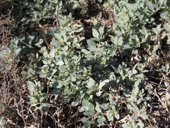 Atriplex maximowicziana
