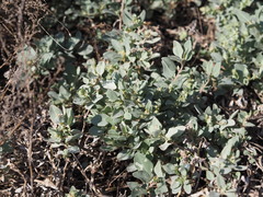 Atriplex maximowicziana