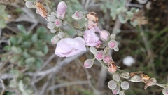 Malacothamnus fasciculatus nuttallii