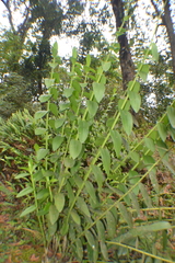 (c) EstebanMH, some rights reserved (CC BY) Epidendrum schistochilum, photograph (c) EstebanMH, some rights reserved (CC BY)