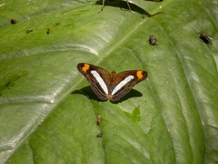 Adelpha iphiclus iphiclus