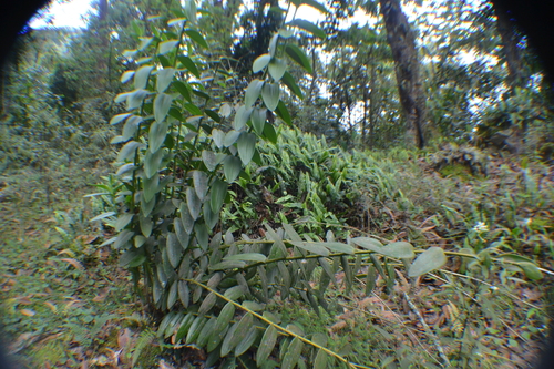 Epidendrum schistochilum, photograph 4