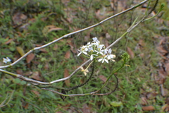 (c) EstebanMH, some rights reserved (CC BY) Epidendrum schistochilum, photograph (c) EstebanMH, some rights reserved (CC BY)