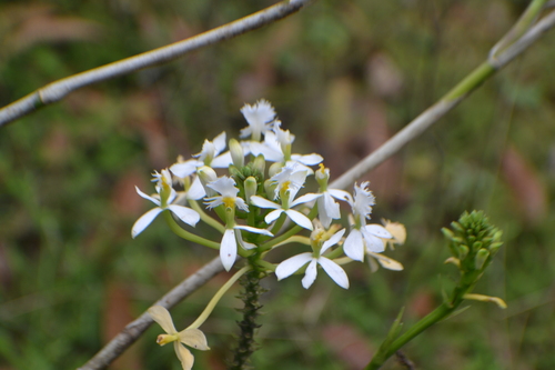 Epidendrum schistochilum, photograph 6