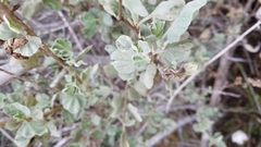 Malacothamnus fasciculatus nuttallii