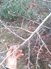 Crataegus monogyna