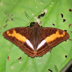 Adelpha sichaeus