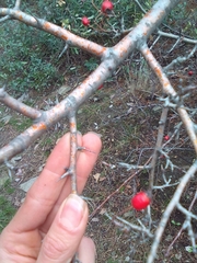 Crataegus monogyna