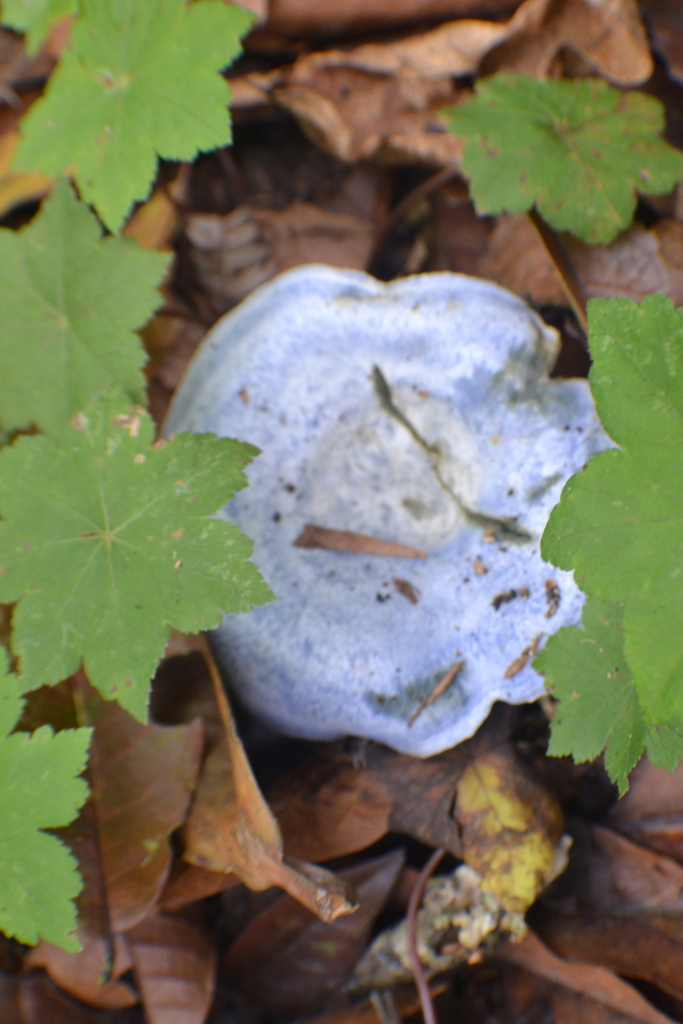 Lactarius indigo