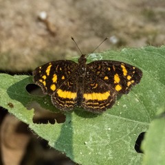 Anthanassa drusilla drusilla