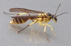 Polybioides raphigastra