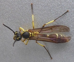 Polybioides raphigastra