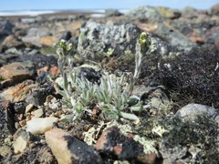 Antennaria friesiana