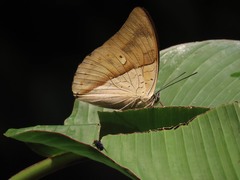 Archaeoprepona amphimachus