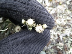 Antennaria friesiana