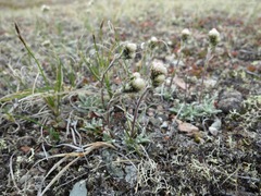 Antennaria friesiana