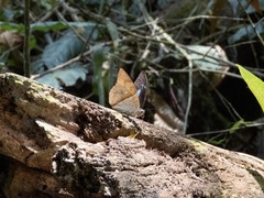 Archaeoprepona amphimachus