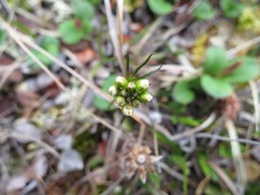 Cardamine digitata