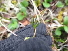 Cardamine digitata