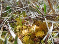 Pinguicula villosa