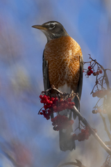 Turdus migratorius image