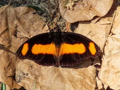 Catonephele salambria